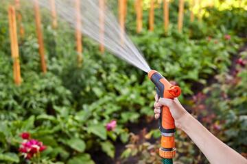 Girl watering a vegetable garden from a watering hose. Close-up, selective focus