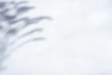 Obraz premium Abstract leaf shadow on wall background, Background with drop shadow and light effect
