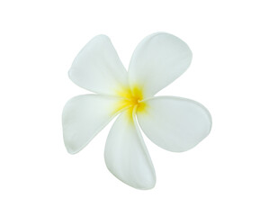 Fototapeta na wymiar White frangipani flower isolated on white background