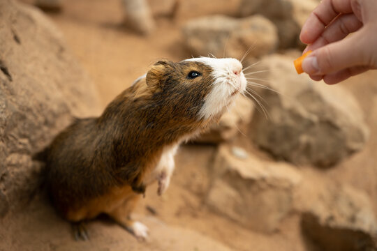 Feeding a cute guinea pig