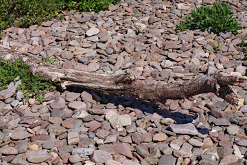 A driftwood log on the pebble beach at Blue Anchor in Somerset, England