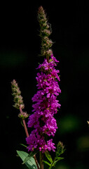 Obraz na płótnie Canvas purple flower