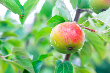 A green apple with a red side ripens on an apple tree branch. Growing fruits in the garden