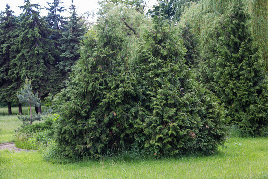 Western thuja trees are emerald green, evergreen trees, in a city park. landscape design concept.