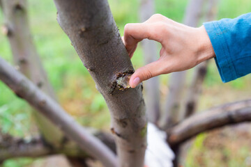 A boy covers up a wound on a tree with garden wax after cutting the branches. Garden care