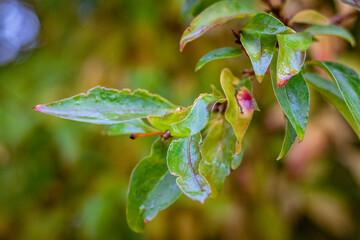 Bunte feuchte Blätter im Herbst