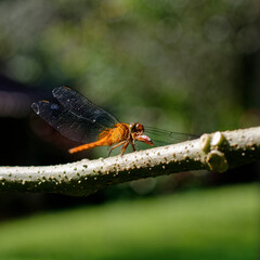 close-up of dragonfly on leaf