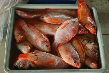 Fototapeta na wymiar Close-up of fresh Red Snapper fish on traditional market