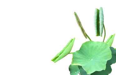 Isolated waterlily or lotus plants with clipping paths.	