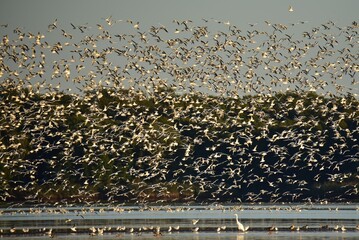 ptaki nad wodą