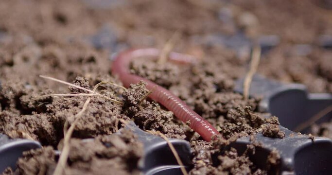 An earthworm crawls into the ground. Its body gradually contracts and expands. Close-up shot