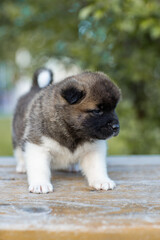 Monthly puppies of the American akita. American akita cute puppy outside in the sunlight. Cute small puppy