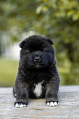Monthly puppies of the American akita. American akita cute puppy outside in the sunlight. Cute small puppy
