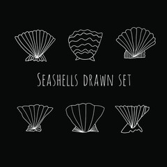 Seashells drawn vector set. Marine collection - 515155928