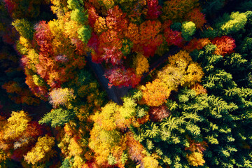 Fototapeta na wymiar Mountains covered with autumn colored forest, aerial view. Beautiful nature landscape