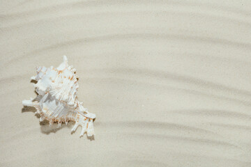 Fototapeta na wymiar Background of light beach sand with space for text.