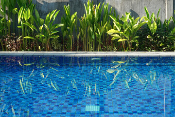 Ornamental plants planted beside a swimming pool at a resort.   