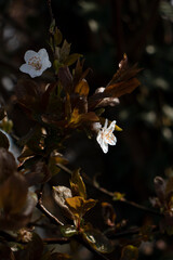 A vertical closeup shot of beautiful blossoming flowers growing on a tree in a spring