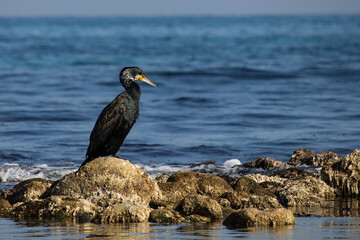 Cormoran en El Campello, Alicante, España