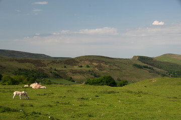 Peak District moorland with sheep grazing in open moorland 
