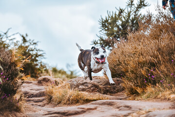 Staffordshire bull terrier dog on a summer walk