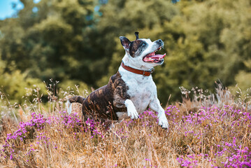 Brindle and white staffordshire bull terrier jumps and plays in heather
