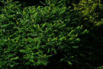 green tree textures and backgrounds - green garden and bushes