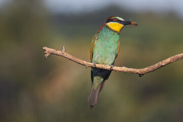 colorful bee-eater bird with fly