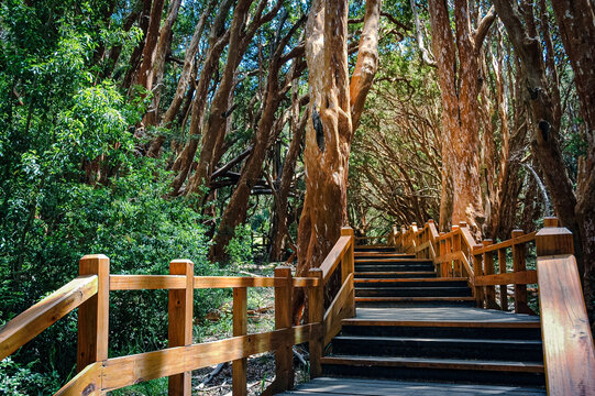 Parque Nacional los Arrayanes
