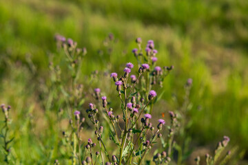 Fototapeta premium Violet outdoor flowers with green blurred background illuminated by warm summer sunset light. close up.