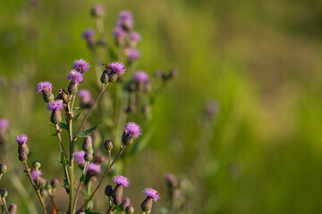 Fototapeta premium Violet outdoor flowers with green blurred background illuminated by warm summer sunset light. close up.
