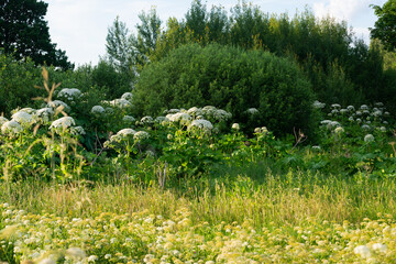 cow parsnip (Heracleum sosnowsky) field in bright sunset light in summer