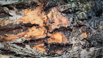 texture of a tree