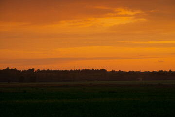 Naklejka na ściany i meble dramatic red sunset colors in the sky above trees and fields. summer sunset in latvia
