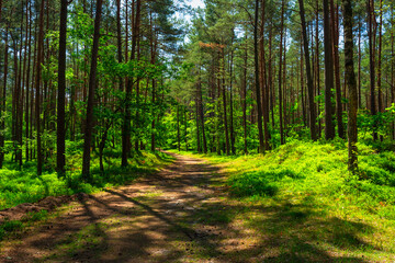 Beautiful scenery of a sunny forest at summer, Poland