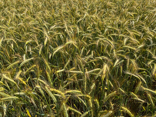 Background of a beautiful field with ripening rye. Rye close-up