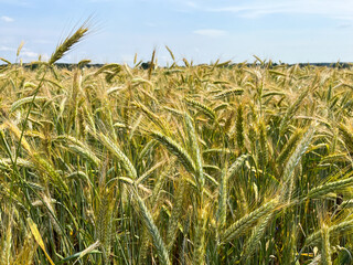Background of a beautiful field with ripening rye. Rye close-up with copyspace