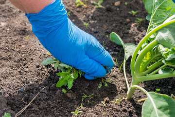 A farmer weeds a cabbage plant in a garden in summer. Green vegetables need weeding during growth