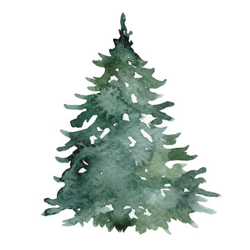 Watercolor fir tree, hand painted christmas tree