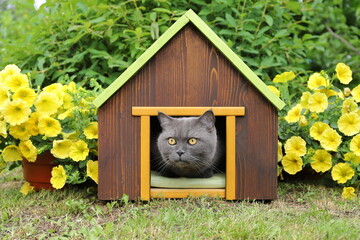 A gray cat is in a wooden pet house in a garden among pot flowers and green plants. 