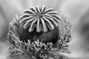black and white macro photo of poppy flower bud - obrazy, fototapety, plakaty