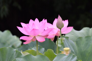 星名池の美しい蓮の花