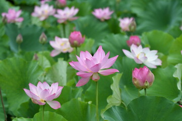 Obraz na płótnie Canvas 星名池の美しい蓮の花
