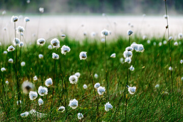 gentle, white bog flowers, green background, sunny summer morning, fog in the background, marshy lake shore