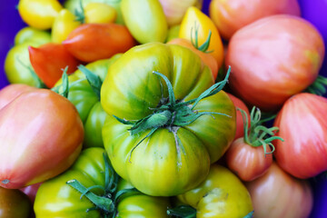 Heap of different colors and varieties tomatoes.  Red, pink and yellow-green spanish big tomato