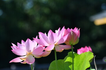 Obraz premium 星名池の美しい蓮の花