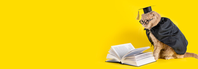 Back to school banner, cat student in cap and mantle reading a book on yellow background. Sale, promotion, discount. Concept of school, study, distant education, book store, online courses. Copy space