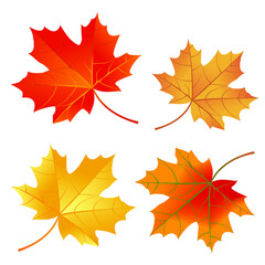 Set of autumn maple leaves