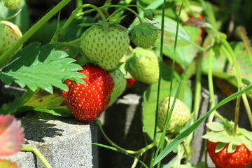 Ripening red strawberry. Vitamins from the garden. Detail of a plant with strawberries. Green leaves.