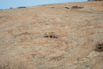 A leopard prepares to jump in the granite hills of Bera in Rajasthan, India